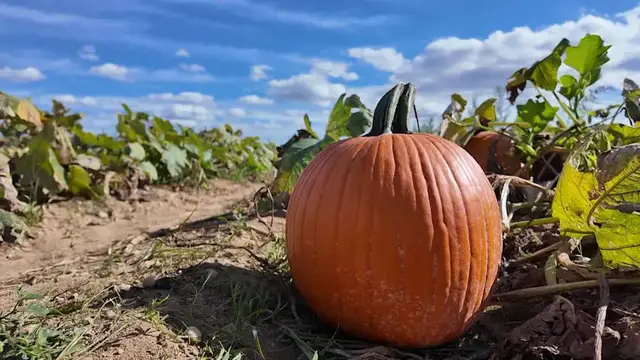 Video thumbnail for Long Island farmers face weather challenges as fall season begins