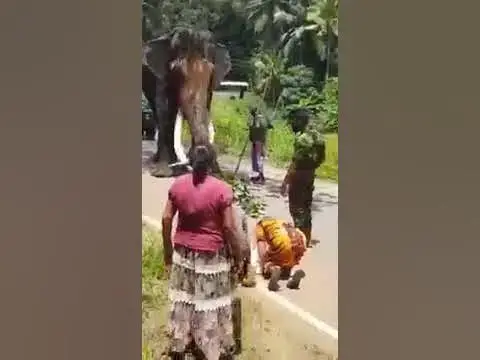 Video thumbnail for Nadungamuwa Raja