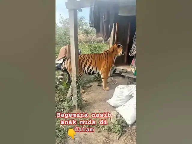 Video thumbnail for grandmother's tiger charmer