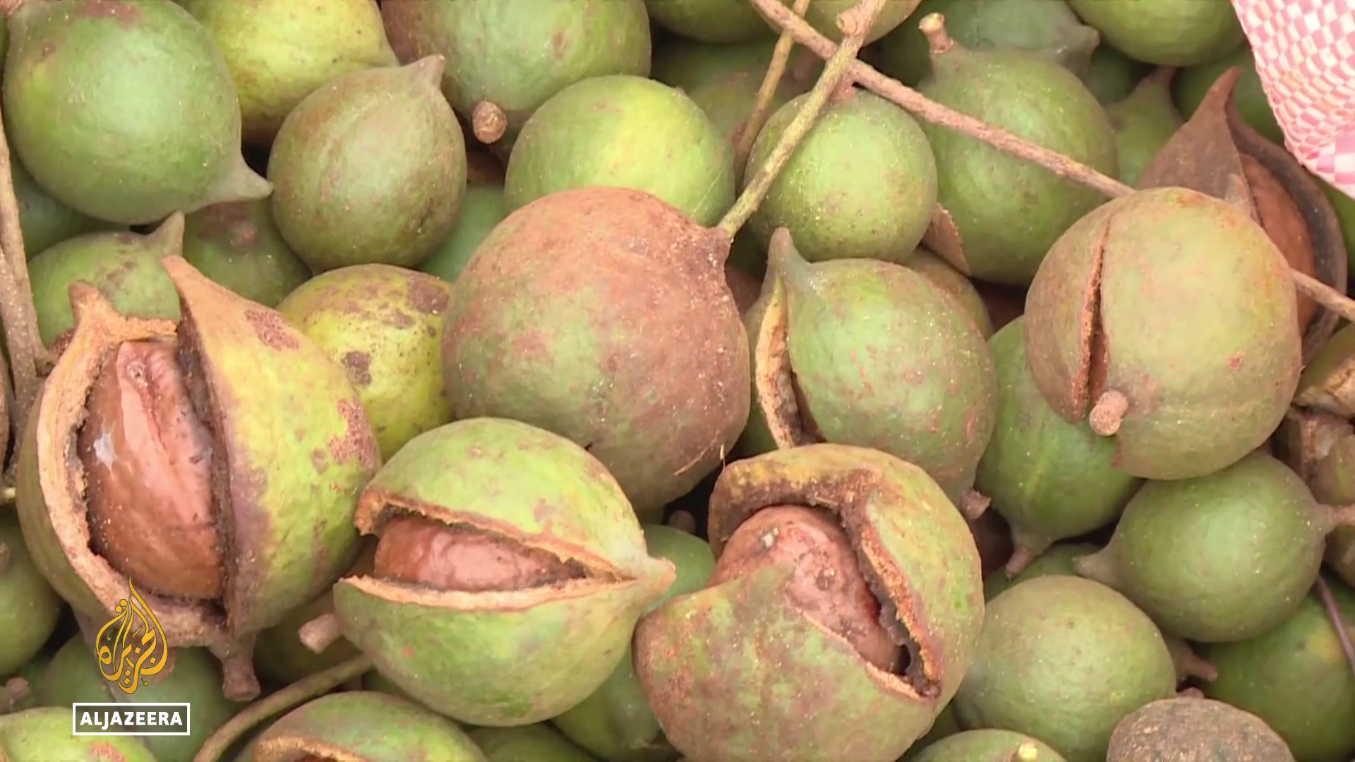 Video thumbnail for Kenya Farmers Face Export Limits on Macadamia Trade
