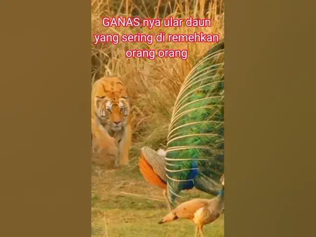 Video thumbnail for Harimau