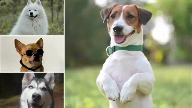 'Video thumbnail for Discover Joyful Paws: Unleash the World of Pet Happiness!'