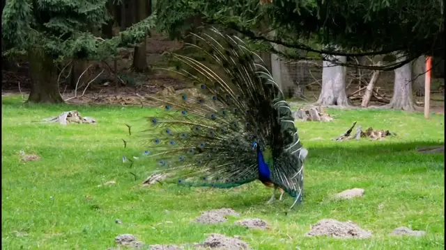 Video thumbnail for Peacock Dancing