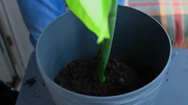 Video thumbnail for Monstera Plant Growth Rate – How Fast Does It Grow?