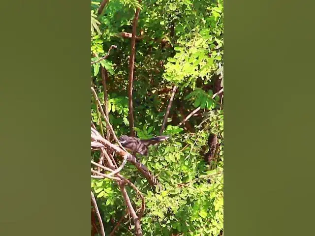 Video thumbnail for Black Wild Bird #dovebird #smallbird #birds #bird #shortdove #nestdove #babiesdove