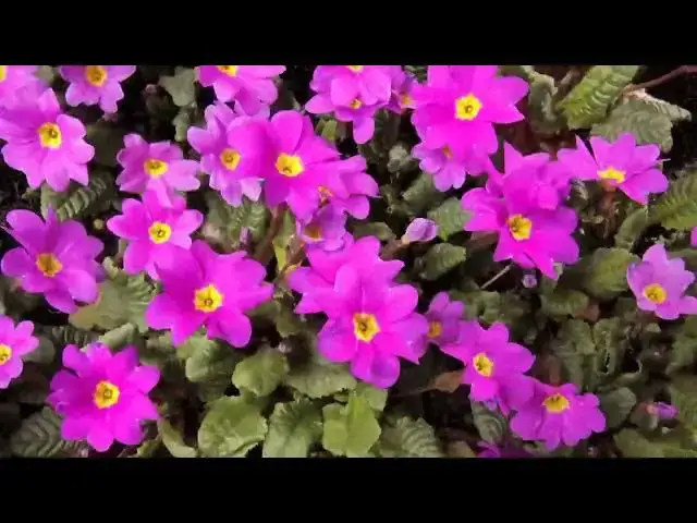 Video thumbnail for BLOOMING FLOWERS