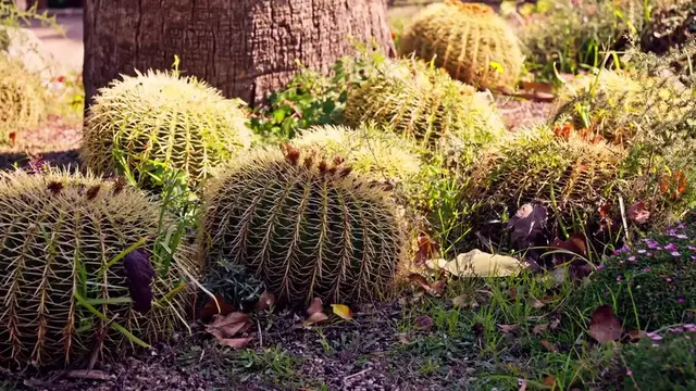 Video thumbnail for Choosing Pots for Cactus Plants