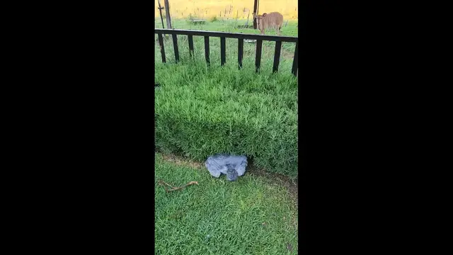 Video thumbnail for Schnauzer's Wildlife Watch in South Africa