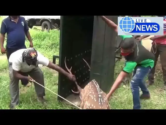 Video thumbnail for Rescue a deer that was caught in a trap