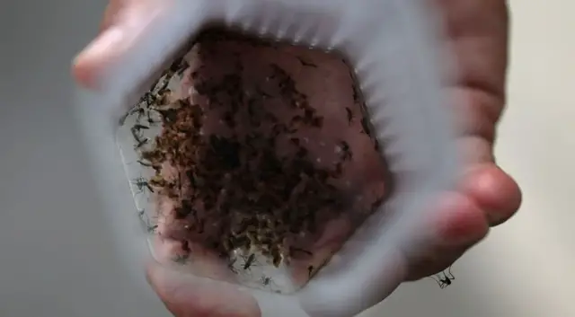 'Video thumbnail for Brazil’s rainy season fuels dengue crisis as scientists turn to new tactics'