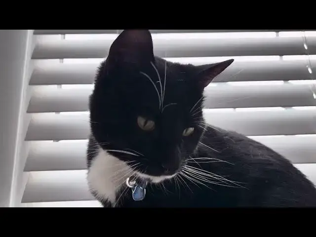 Video thumbnail for Talking to my viral cat 🐈