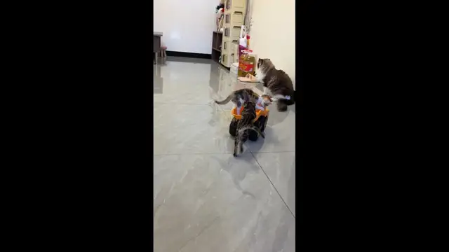 Video thumbnail for Kitten pushes toy dump truck carrying sibling toward curious cat