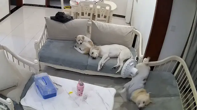 Video thumbnail for Sleepy Pup Tumbles Off Sofa and Hits Fan!