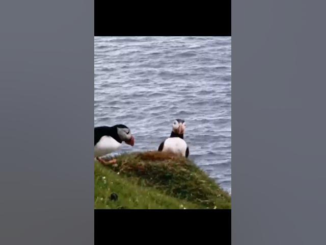 Video thumbnail for Only a few can combine all three - for example, the Atlantic puffin.