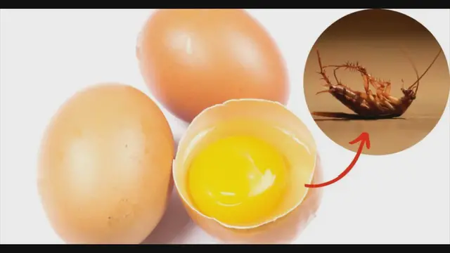 Video thumbnail for Cómo hacer una potente trampa con huevo para eliminar cucarachas