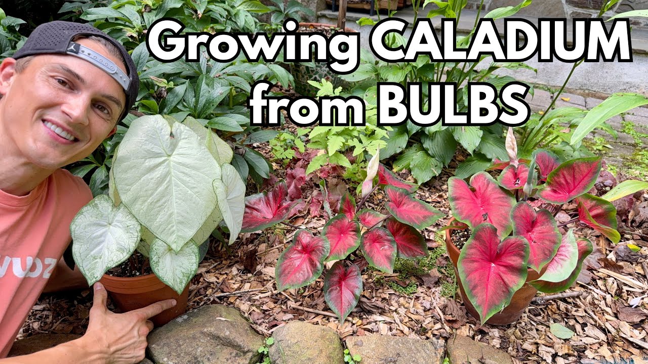 Video thumbnail for Grow CALADIUM from Bulbs (tubers) in Pots & the Ground