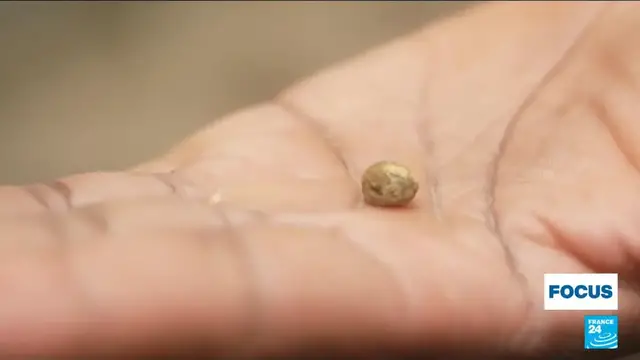 'Video thumbnail for Gold rush in western Kenya: Miners risk health and safety in Kakamega county'