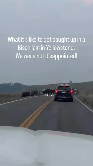 Video thumbnail for Massive Yellowstone Bison Traffic Jam with Roadside Calves
