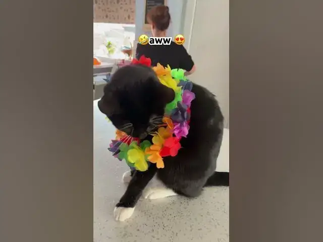 'Video thumbnail for Aww cute 🥰 #cat#subscribe #catlovers #fyp'