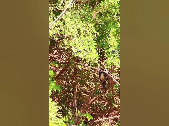 Video thumbnail for Black Wild Bird 1 #dovebird #smallbird #birds #bird #shortdove #nestdove #babiesdove