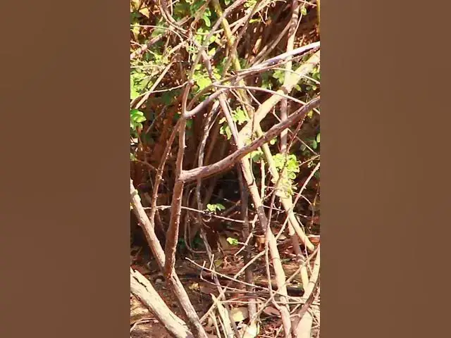 Video thumbnail for Omg Small Widl Bird #dovebird #smallbird #birds #bird #shortdove #nestdove #babiesdove
