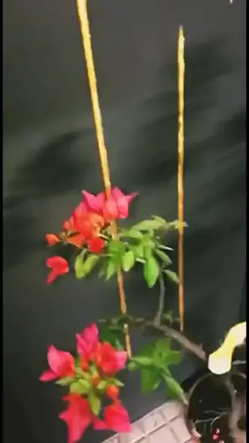 'Video thumbnail for Bougainvillea Bonsai Video 1'