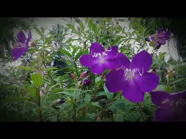Video thumbnail for Princess Flower (Pleroma semidecandrum)