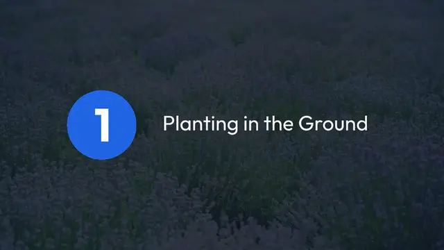 Video thumbnail for When to Plant Lavender