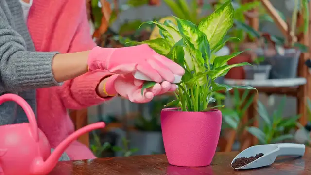 Video thumbnail for ZZ Plant Yellow Leaves: Causes And Fixes