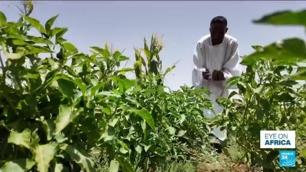 Video thumbnail for Iran war threatens Sudan's already fragile agricultural sector