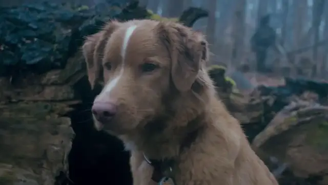 'Video thumbnail for Good Boy - Official Final Trailer'