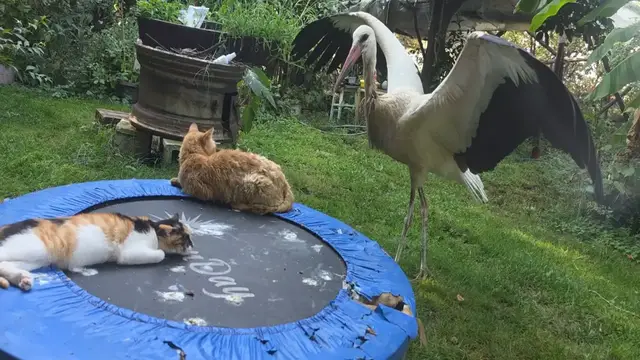 Video thumbnail for Young Stork Jumps on Trampoline and Surprises Cats in Bulgaria