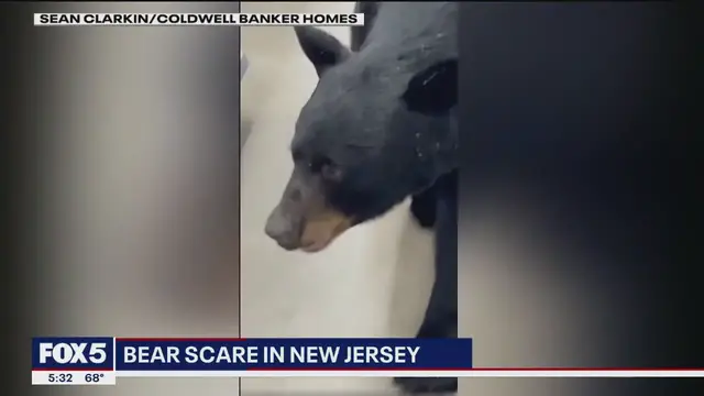 'Video thumbnail for 'I led the bear the way I lead my clients': NJ bear attacks Dollar General customer, chases restaurant patrons'
