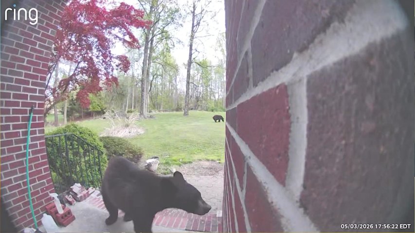 Video thumbnail for Caught on Camera: Bear 'ding-dong ditches' Sparta home