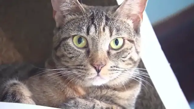 Video thumbnail for NYS bill would create regulations for pet boarding facilities, but support remains unclear