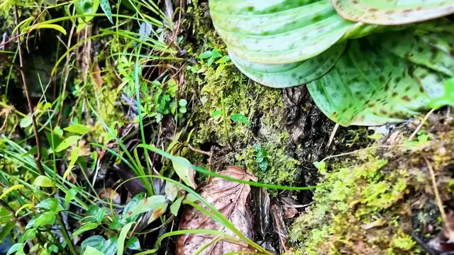 Video thumbnail for China: Rare orchid species discovered in southwest China.