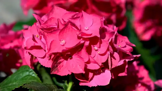 Video thumbnail for Hydrangea Leaf Spot Treatment