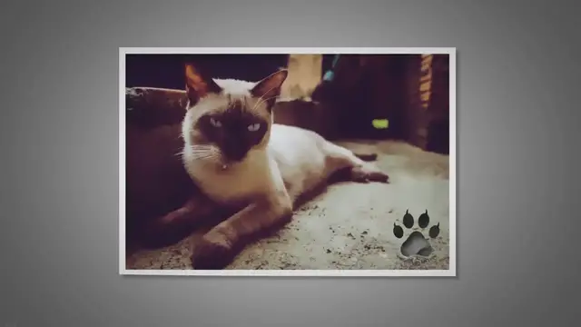 Video thumbnail for Do Siamese Cats Like To Be Alone?