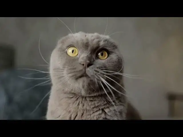 'Video thumbnail for Why do cats have whiskers?'
