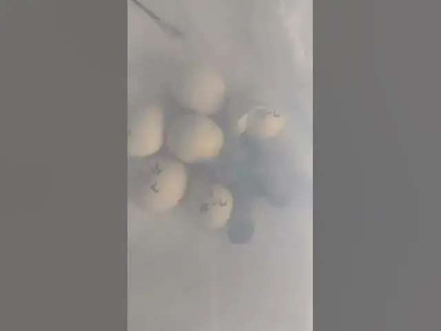 Video thumbnail for Morning Surprise Baby Silkies Hatching #shorts