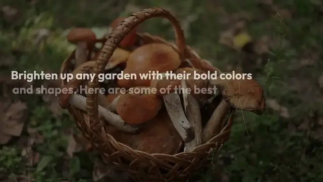 Video thumbnail for Best_chrysanthemums_for_gardens