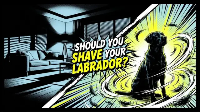 Video thumbnail for Should You Shave Your Labrador Dog?