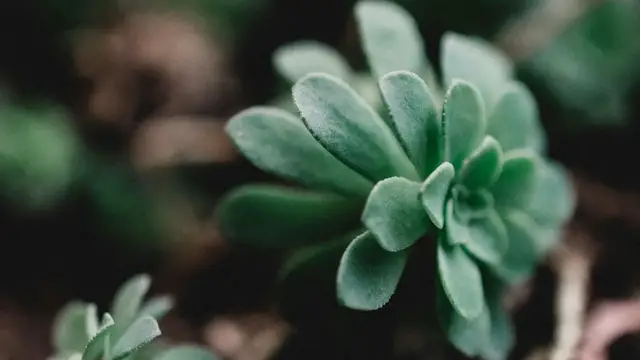 Video thumbnail for Jade Plant Indoor vs. Outdoor Care