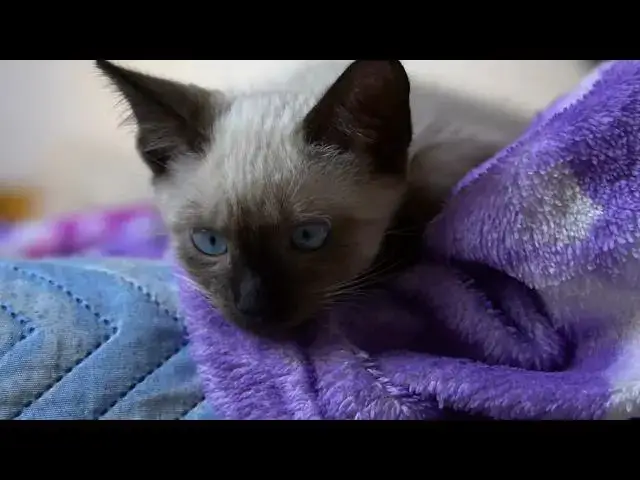 'Video thumbnail for Why do cats have such good reflexes?'