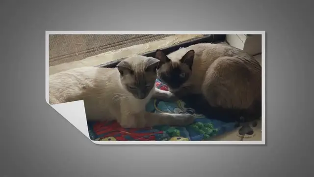 Video thumbnail for Are Siamese Cats Friendly?