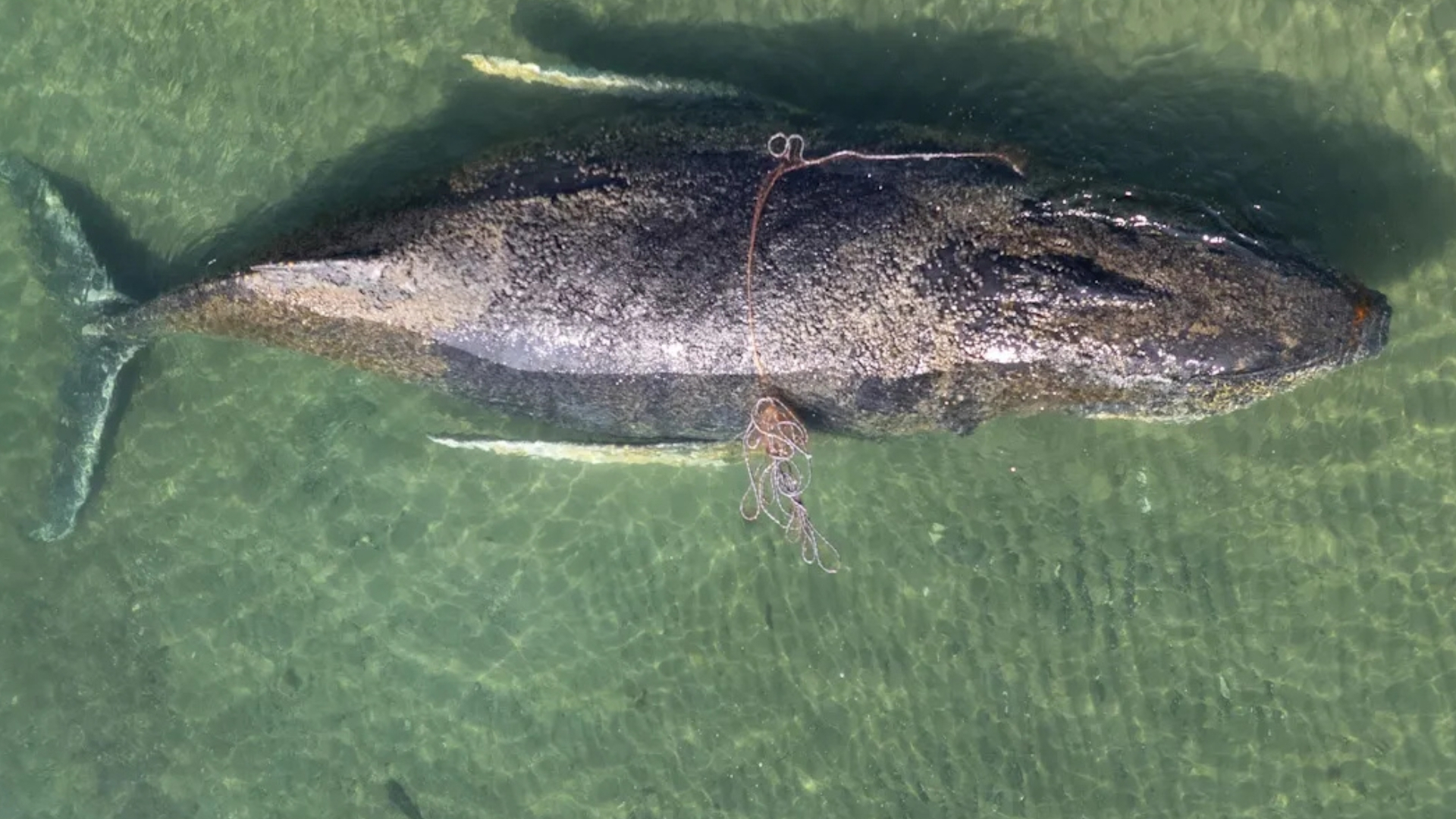 Video thumbnail for Stranded whale released in North Sea after dramatic Baltic coast rescue