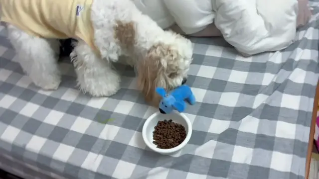 Video thumbnail for Dog Places Plush Toy by Food Bowl as if Sharing a Meal