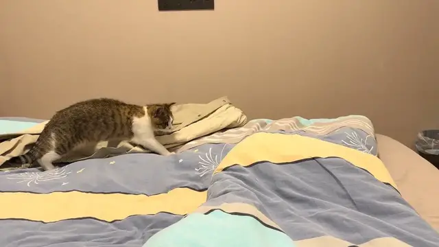 Video thumbnail for Cat Jump Scared by Moving Leg Under Blanket