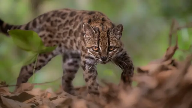 Video thumbnail for New cat species found, first in more than 100 years