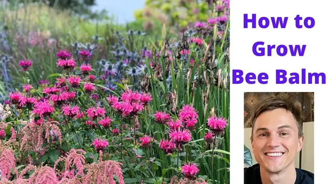 Video thumbnail for Bee Balm - How to Grow Monarda for Pollinators (and no mildew!)